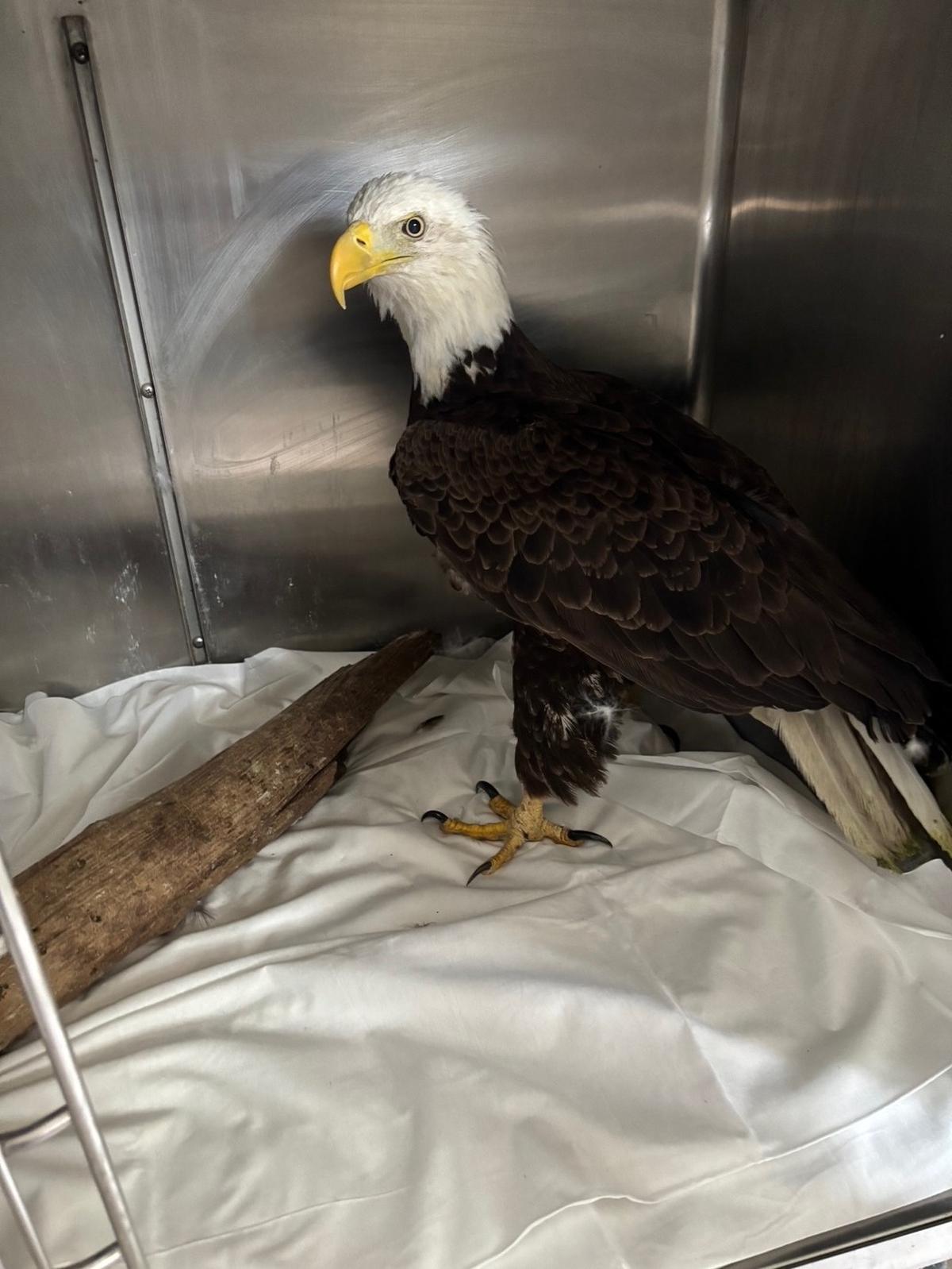 Lakewood Ranch’s Doug Hay rescued a bald eagle from a lake in his neighborhood in April 2025. The eagle needed surgery to repair a hole in its chest, and is recovering at the Wildlife Center of Southwest Florida in Venice.
