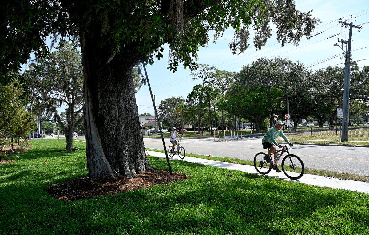Bikers ride past an oak tree slated for removal for a traffic deceleration lane, according to an employee from Terry’s Tree Service. The new Chick-Fil-A opened as planned at the intersection of Manatee Avenue West and 43rd Avenue West Thursday despite not having completed the traffic deceleration lane on 43rd as promised by Chick-Fil-A.