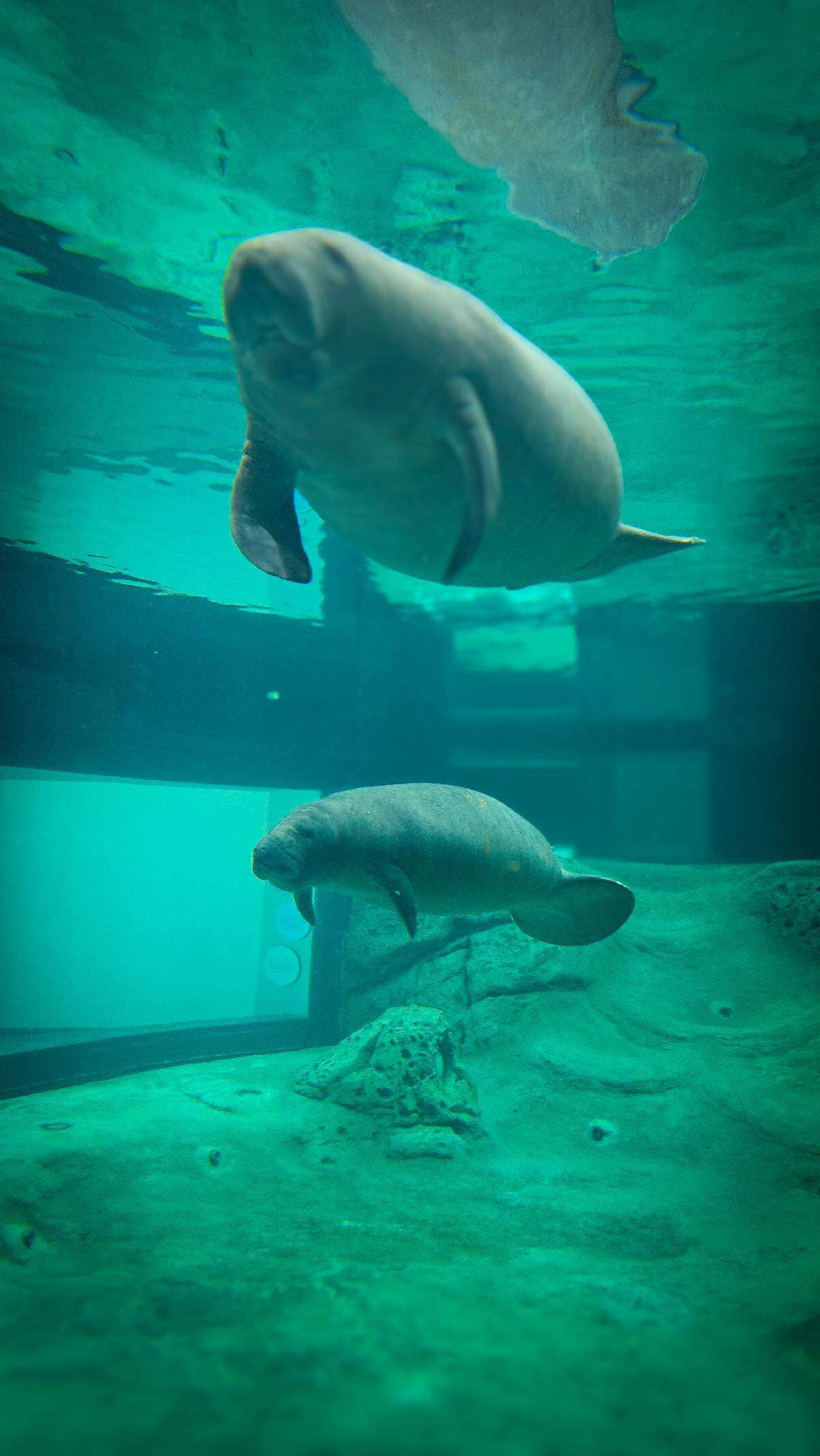 The Bishop Museum of Science and Nature has received two manatees for secondary care at the Parker Manatee Rehabilitation Habitat. The young females, Sorbet and Juneau, were transferred from ZooTampa at Lowry Park’s critical care hospital and are beginning the next phase of their rehabilitation at the Museum.