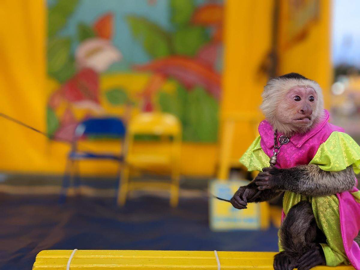 Gilligan the monkey was dressed to charm on the opening night of the 2021 Manatee County Fair. Gilligan’s handler, Phillip Hendricks, said he believes outdoor events are a safe alternative for fun during COVID-19.