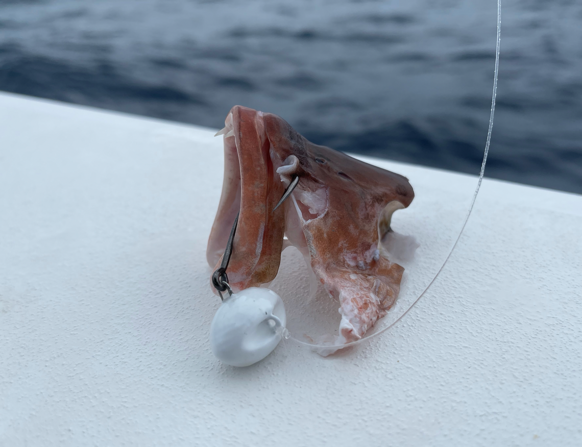 A photo shows the remnants of a hooked mangrove snapper likely eaten by a shark while fishing on the Gulf.