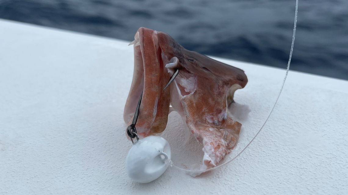 Running into sharks while fishing in the Gulf? Try these 10 tips, angler says