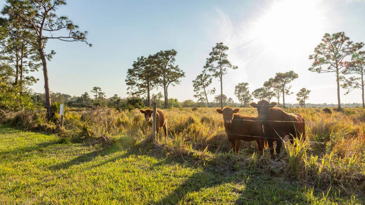 Cows peer over the fence of a property for sale in Lakewood Ranch.