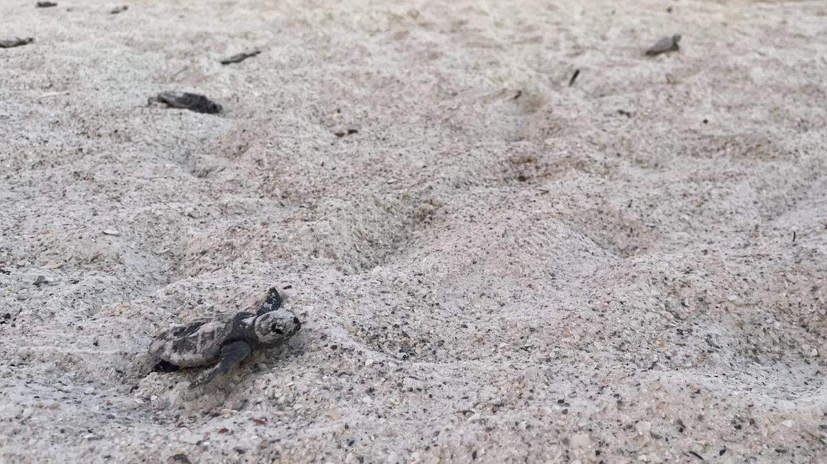 Dozens of baby loggerhead sea turtles hatched on Anna Maria Island. Beachgoers looked on as the turtles made their first trek into the Gulf of Mexico on Monday, July 18, 2022.
