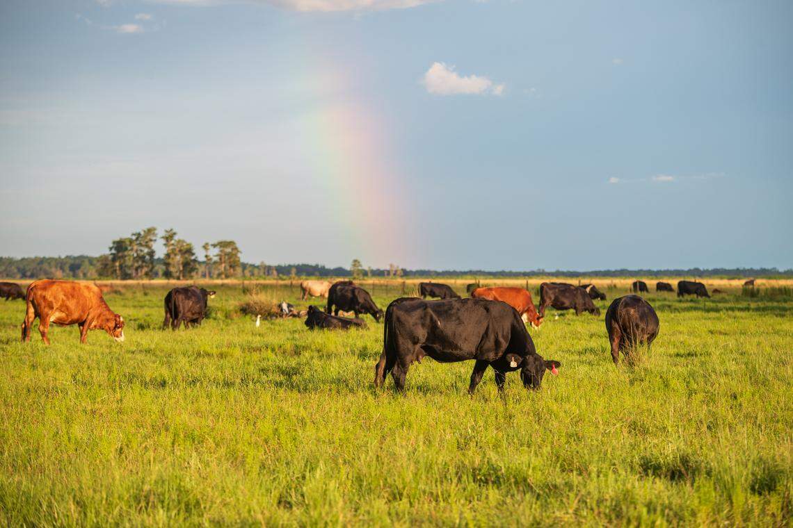 Florida officials have approved a 2,500-acre conservation easement at Bentley Ranch in Hardee County. Conservationists say it will protect the Peace River, an important drinking water source for Southwest Florida and Manatee County, and add a critical piece to the Florida Wildlife Corridor.