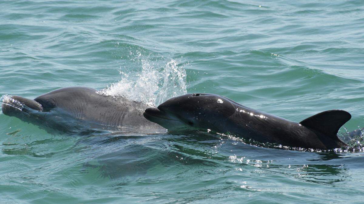 F165 and her most recent of her four calves, three of which remain alive. The SDRP has recorded 628 sightings of F165 in her lifetime.