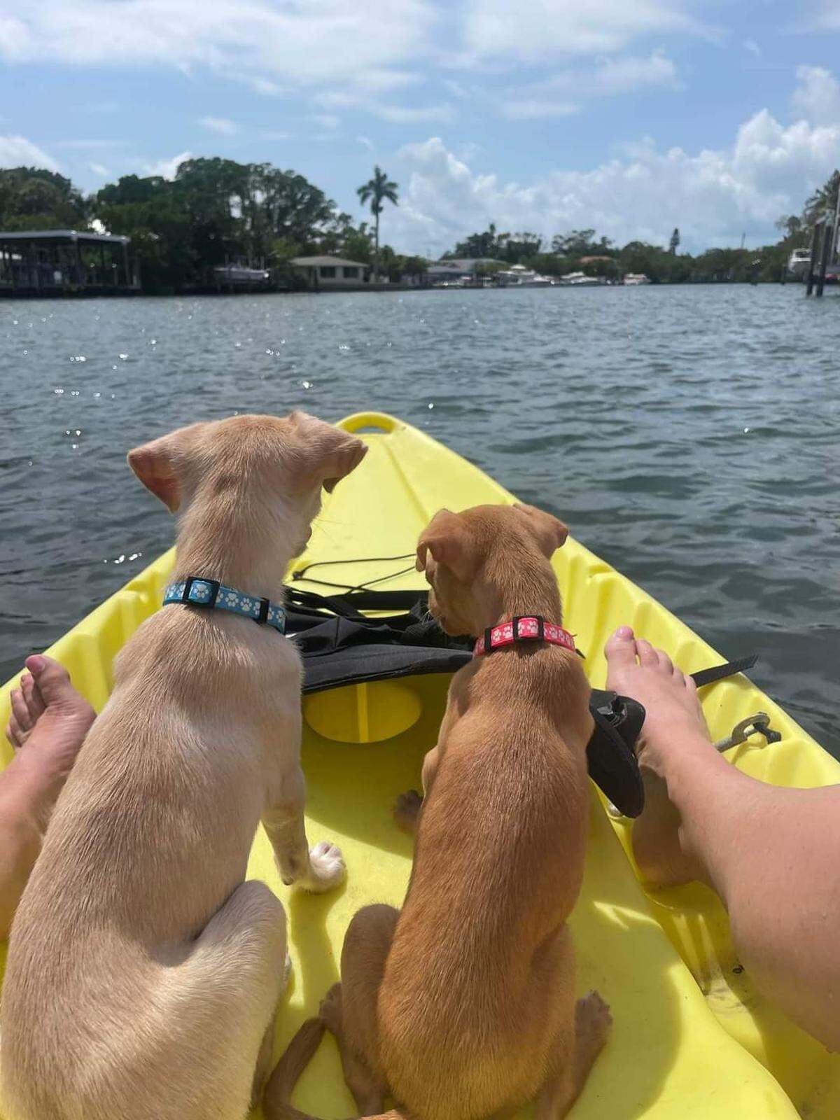 Rocky and Lilo will be spending at least the next month at a foster home.