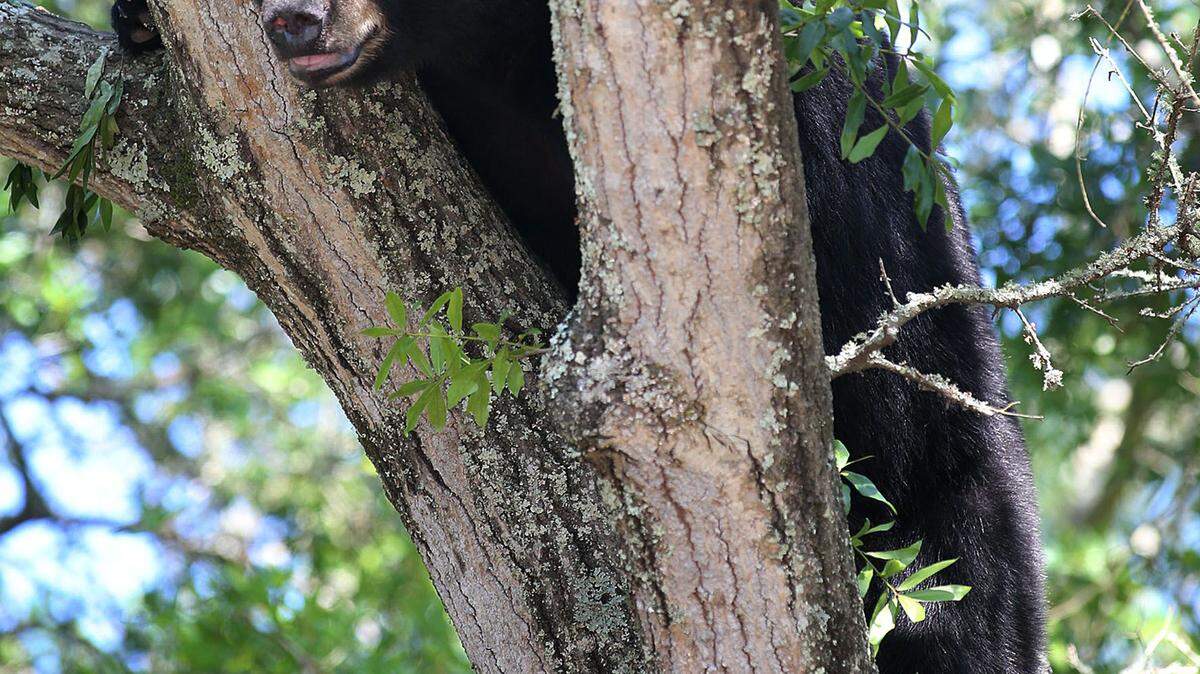 A black bear perches in a tree in Panama City last year. The weekend hunt had more than 3,200 hunters purchase permits to legally kill black bears. Slightly more than 200 bears were killed around the state on Saturday, the first day of the hunt. ASSOCIATED PRESS FILE PHOTO