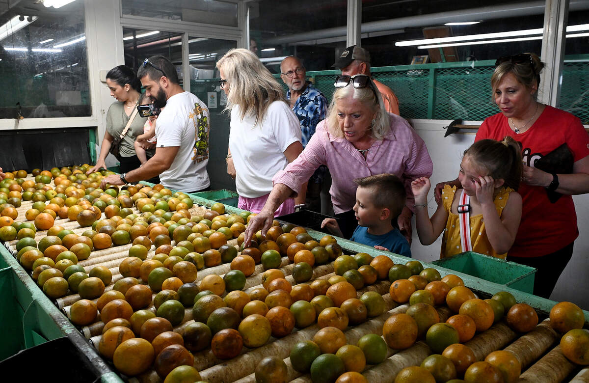 Mixon Fruit Farms co-owner Janet Mixon with visitors as they sort through oranges during the last orange juice run for the iconic Bradenton business.
