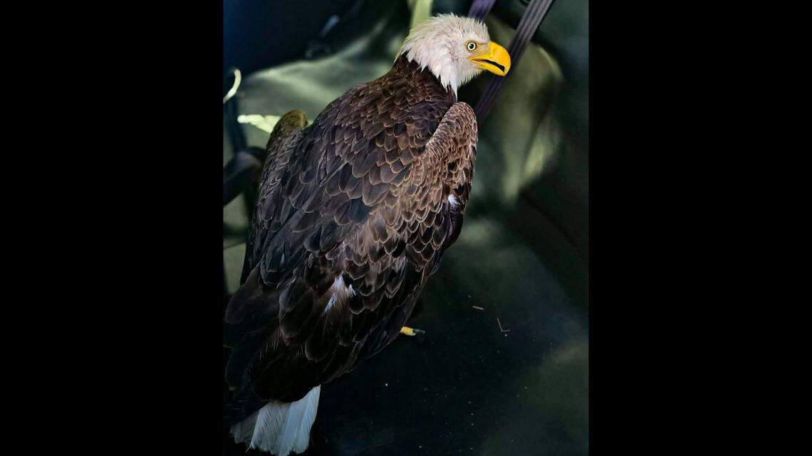 A bald eagle was rescued by the Bradenton Police Department, with the help of the Wildlife Education and Rehabilitation Center Inc.