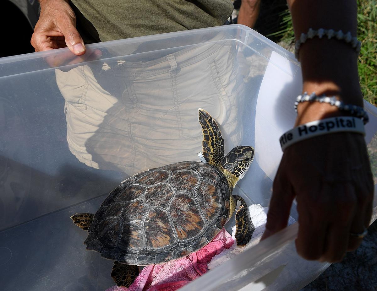 A juvenile green sea turtle is carried to the shoreline to be released off Coquina Beach after being treated for symptoms of red tide off Boca Grande last month.