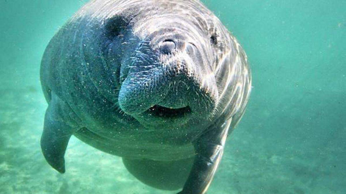 A manatee -- not the one killed in Fisherman's Channel -- was photographed while swimming at Three Sisters Spring in Crystal River. 
 el Nuevo Herald file photo