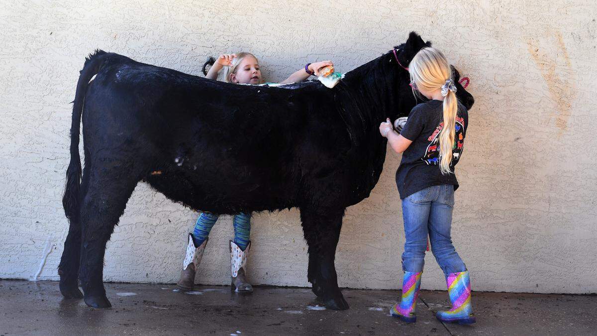 01/10/22—Addy Wolfe, 6, helps her sister Lily, 8, get her heifer named Valentine cleaned up to show at the Manatee County Fair. Lily is a member of the Manatee County Junior Cattlemen’s 4-H Club. The Manatee County Fairgrounds are located in Palmetto, the fair runs Jan. 13-23.
