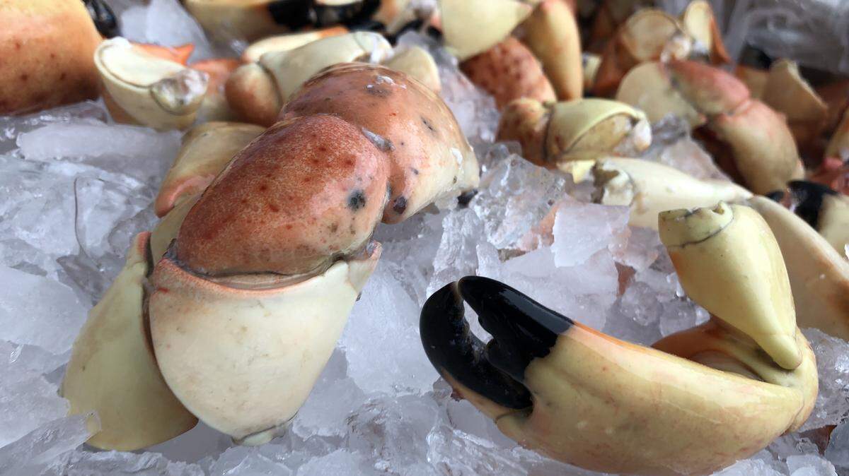 Karen Bell has been able to keep her Cortez commercial fishing business afloat during the coronavirus pandemic even though key segments of her her customer base, like restaurants, have had to close. Shown above is some of the stone crab harvest.