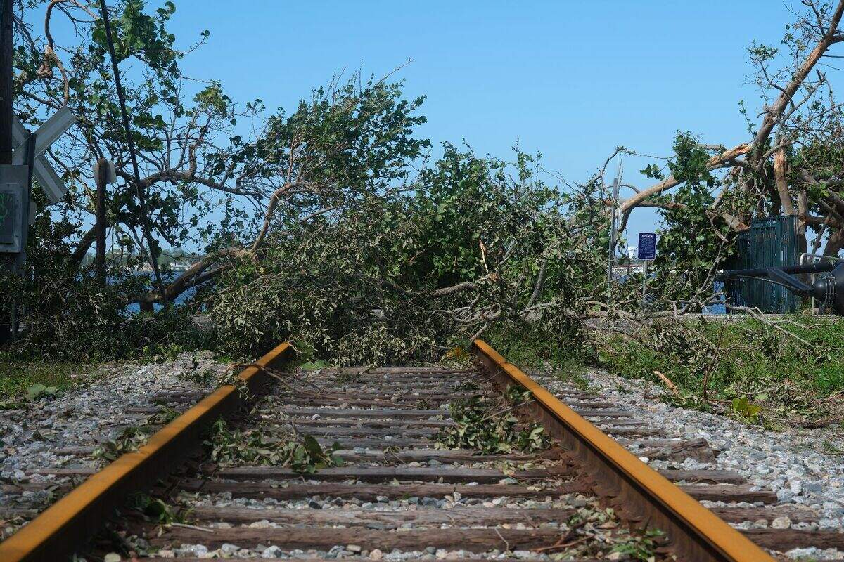 A downed sea grape tree lay in the path of the CSX railroad track that connects Bradenton and Palmetto after the damage from Hurricane Milton in Manatee County, Fl., Thursday, Oct. 10, 2024.&nbsp;