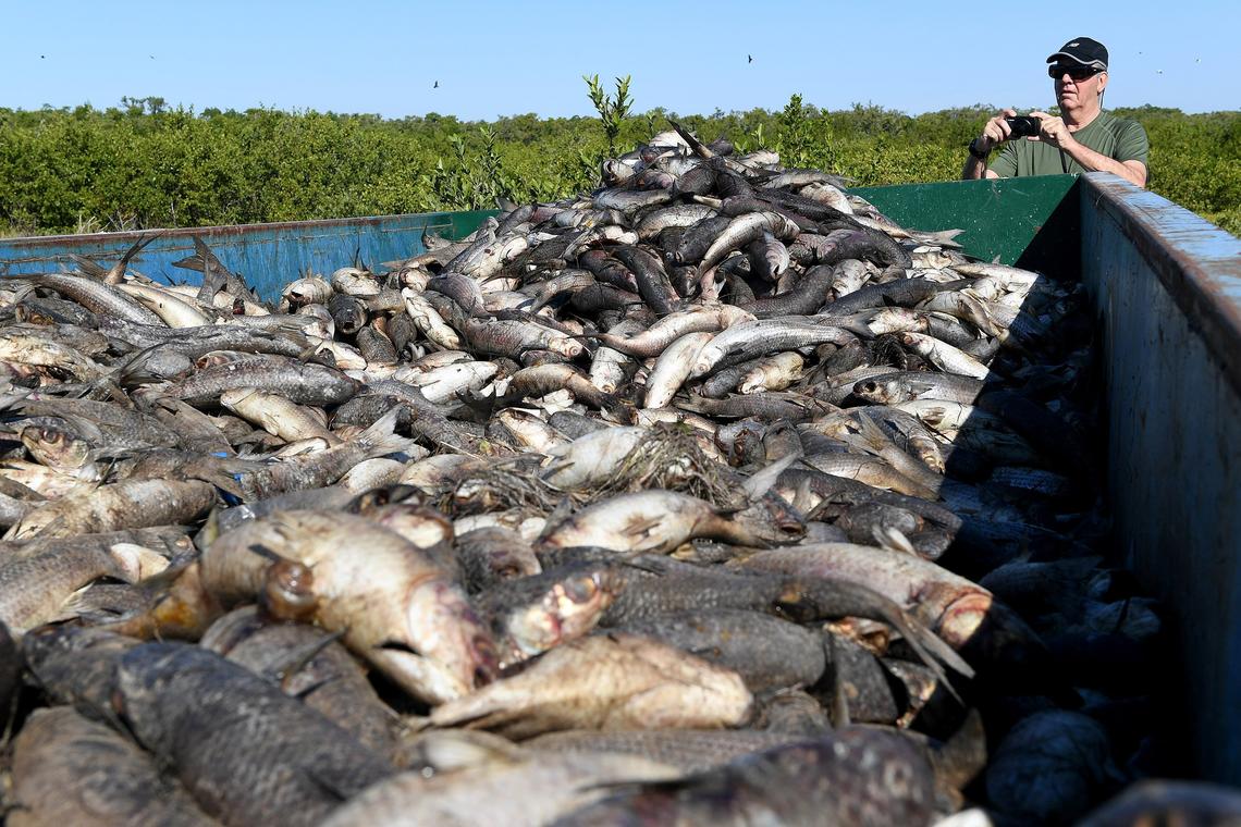 An extended bout of red tide along Florida’s west coast left beaches littered with dead fish in 2018, with clean-up efforts filling dumpsters including this one in Manatee County.