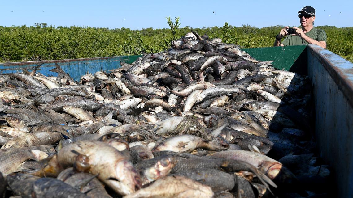 An extended bout of red tide along Florida’s west coast left beaches littered with dead fish in 2018, with clean-up efforts filling dumpsters including this one in Manatee County.