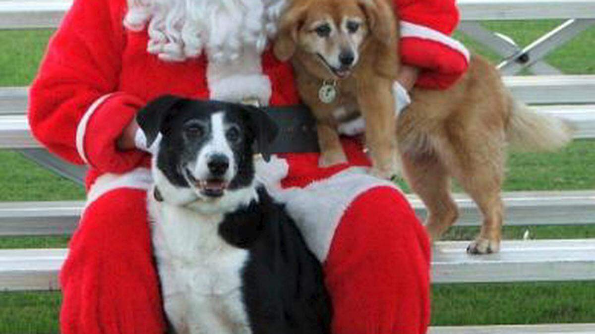 Bishop Animal Shelter will host a Canine Christmas Festival 10 a.m.-3 p.m. Nov. 21 featuring a doggy fashion show, a shredding, best kisser and musical hula hoop contests for dogs, a Doggie Fun Zone obstacle course, and a visit from Santa. There will be vendors selling pet-related and Christmas merchandise. Dogs and cats will be available for adoption. Food and beverages will be available for purchase. Information: 941-792-2863 or caninechristmas.com. 
 HERALD FILE PHOTO