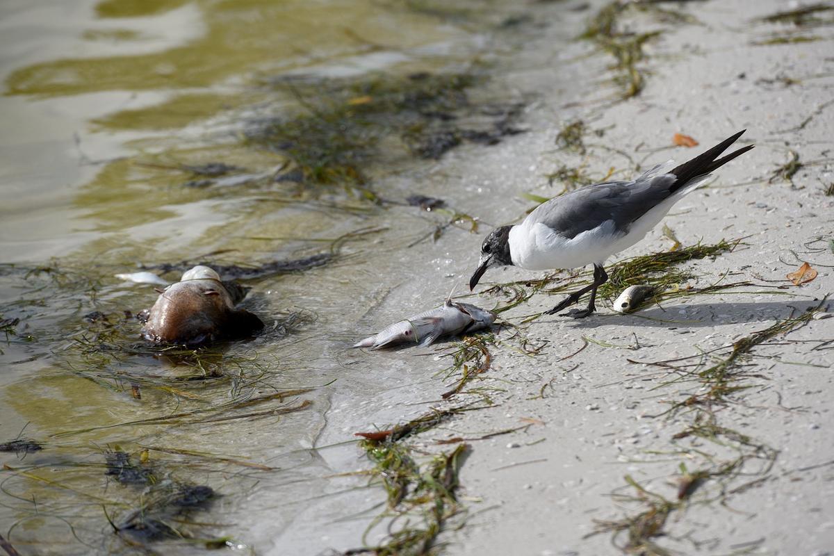 A seagull feasts upon dead fish Thursday morning at Coquina Bayside Park as red tide apparently kept most people away.