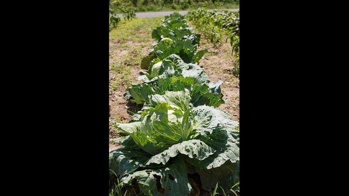 A row of cabbage growing in Lovina Eicher’s garden. Try the sweet and sour cabbage recipe shared in this week’s column.