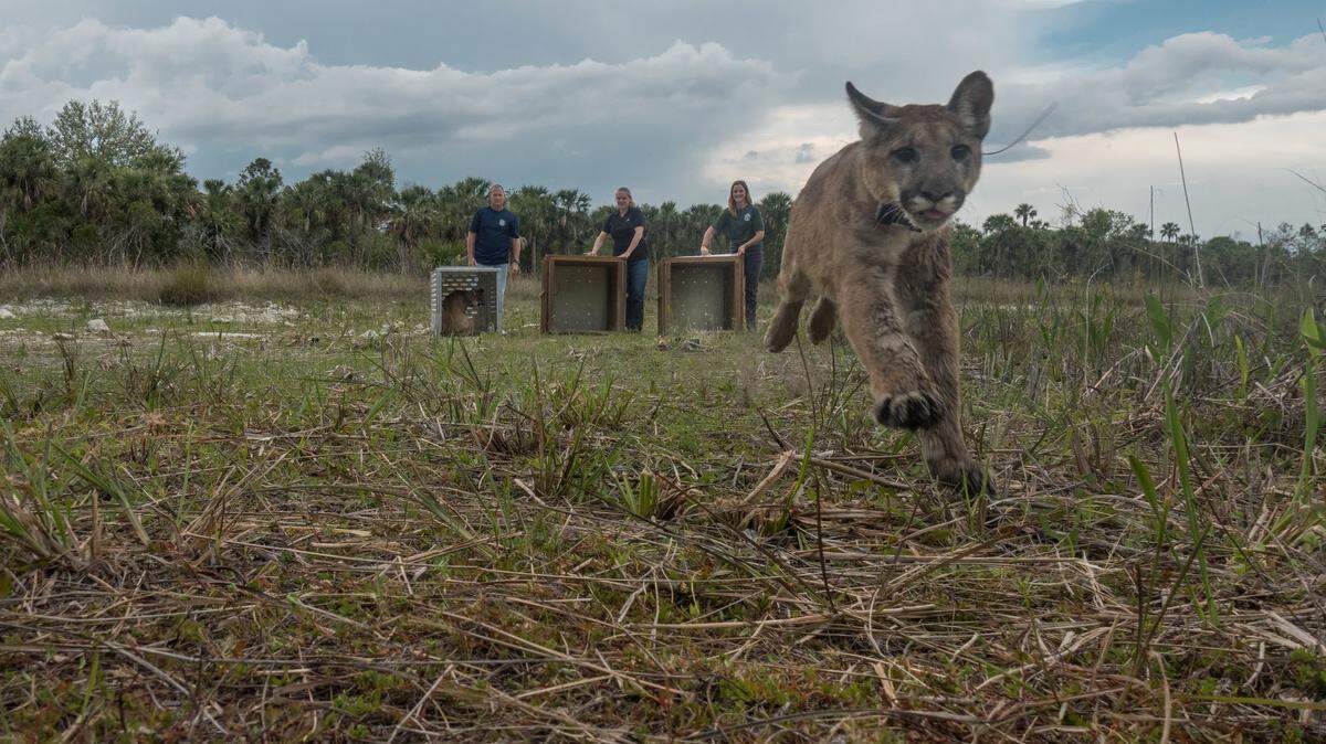 Photo by Carlton Ward Jr in collaboration with the Florida Fish & Wildlife Conservation Commission (FWCC). Copyright Carlton Ward Jr. Do not publish without prior consent from Carlton Ward and FWCC.  For immediate release: April 11, 2018FWC media contact: Carli Segelson, 772-215-9459Suggested Tweet: Panther family released back to the wild by @MyFWC: [[VIEW_THIS_URL]] #Florida #panthersComing soon - downloadable video clip: http://vimeo.com/myfwcFWC returns panther family back to the wildA female panther and her two kittens are back in the wild today, after spending months in captivity. On April 10, the Florida Fish and Wildlife Conservation Commission (FWC) panther team released the panther family on the Picayune Strand State Forest in Collier County. This is the first time the FWC has rescued, rehabilitated and released a family group of panthers.FWC biologists rescued the adult female panther, known as FP224, in December 2017 after she was struck by a vehicle on Collier Boulevard in Naples. They took her to the Animal Specialty Hospital of Florida in Naples where veterinarians determined she had a broken hind leg. Following a successful surgery to repair the fracture, the FWC panther veterinarian took the panther to White Oak Conservation Foundation for rehabilitation. In June, FP224 produced a litter of one female and two male kittens, and biologists suspected these kittens were near where their mother was injured. They set up cameras to locate the young panthers, and two of the kittens were photographed and captured immediately thereafter. Unfortunately, biologists were not able to capture the third kitten. Biologists brought the two male kittens to White Oak Conservation Foundation. They were not immediately returned to their mother so that her leg had time to heal. Last month, the family was reunited in a 1-acre pen to maintain the family bond. On Monday, veterinarians determined that all three felines were healthy and ready for release.“Typically, orphaned kittens still dependent on their mothers need to be kept in captivity until they can survive on their own,” said Darrell Land, FWC panther team leader. “However in this case, the mother can continue to raise her kittens, teaching them the required survival and social skills they would not receive in captivity.”FP224 is not new to the rescue and rehabilitation efforts of the FWC and partners. In 2013, she was struck by a vehicle and had to be rescued. In the years between the two accidents she has produced three litters of kittens, successfully contributing to the Florida panther population.Florida residents can support conservation efforts like the rescue and rehabilitation of injured or orphaned panthers by purchasing a “Protect the Panther” license plate. Fees from license plate sales are the primary funding source for the FWC’s research and management of Florida panthers.People can also help with panther research by reporting panther sightings and uploading photos and videos to the FWC at MyFWC.com/PantherSightings.To report dead or injured panthers, call the FWC’s Wildlife Alert Hotline at 888-404-FWCC (3922) or #FWC or *FWC on a cellphone.For more information on Florida panthers, go to MyFWC.com/Panther.   Ward’s Path of the Panther Project is supported by the National Geographic Society.-30-CSS/HSCST/CR