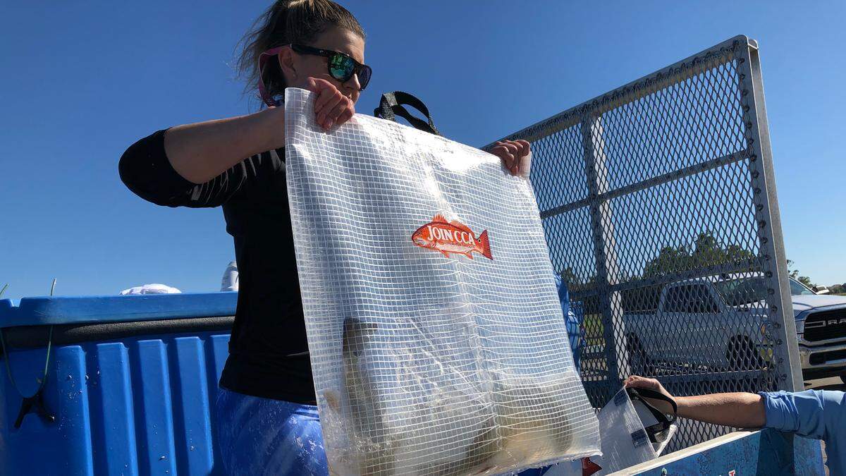 1/29/2021-- Coastal Conservation Association and Robinson Preserve sponsored the release of 2,000 redfish at Robinson Preserve on Friday.
