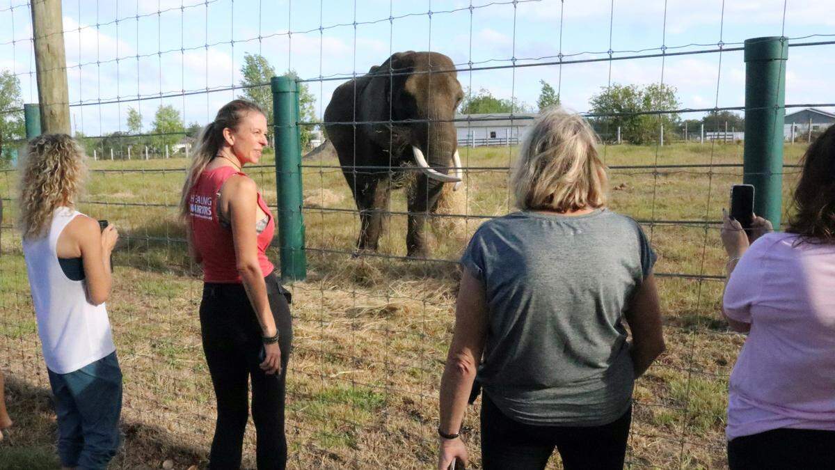 Annemarie Kennedy and members of the Operation Warrior Resolution yoga class, admire Lou, an African elephant at the Myakka Elephant Ranch on 4/10/2023.