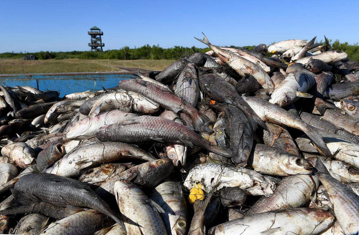 The last major red tide bloom proved to be devastating in Manatee County when it created this heartbreaking scene at Robinson Preserve, killing thousands of mullet.