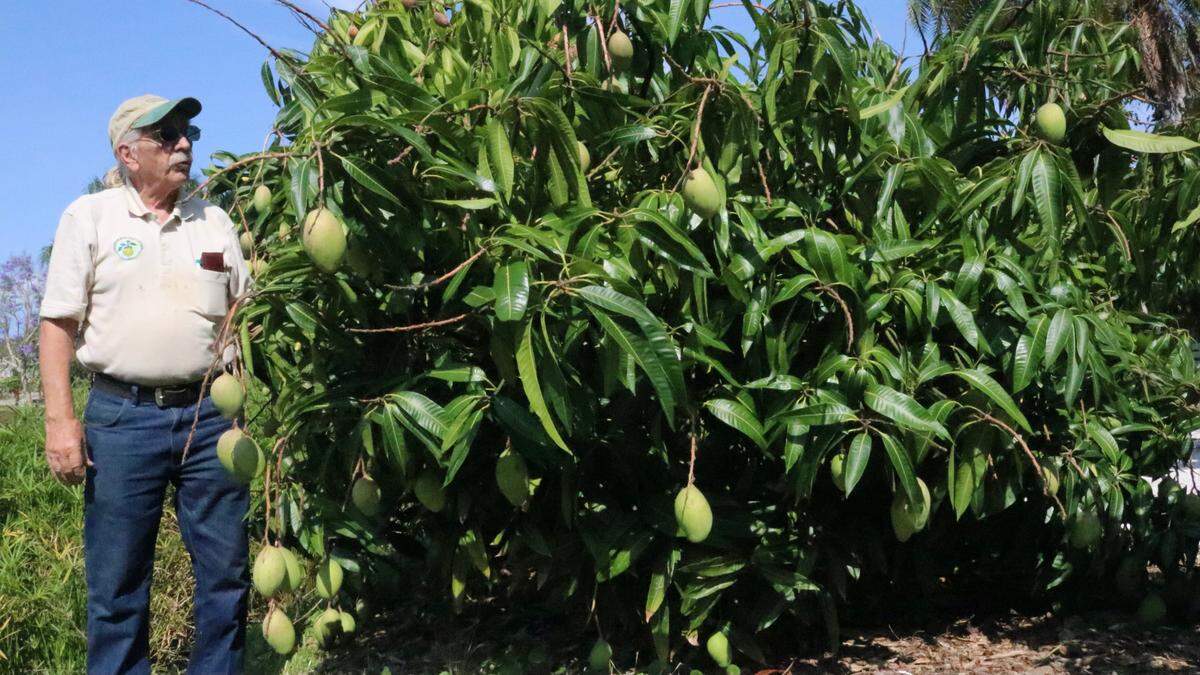 5/11/2021--Michael Jaster stands next to a dwarf mango at Palma Sola Botanical Park that is bearing fruit despite its small size. Dwarf mangoes are among the many varieties of trees that will be available at the rare fruit tree sale at Lakewood Ranch’s Premier Sports Campus 9 a.m. - 3 p.m. Sunday, May 16.
