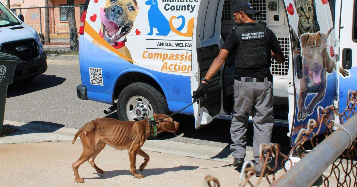 Bradenton residents Adriana O’Hara, 30, and Timothy Miller, 33, were each charged with five counts of aggravated animal cruelty after police said they found five malnourished dogs confined without food or water inside their home.
