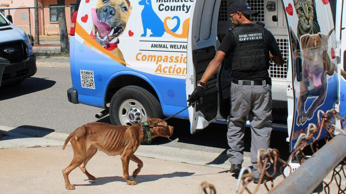 Bradenton couple accused of starving dogs in animal cruelty case, police say