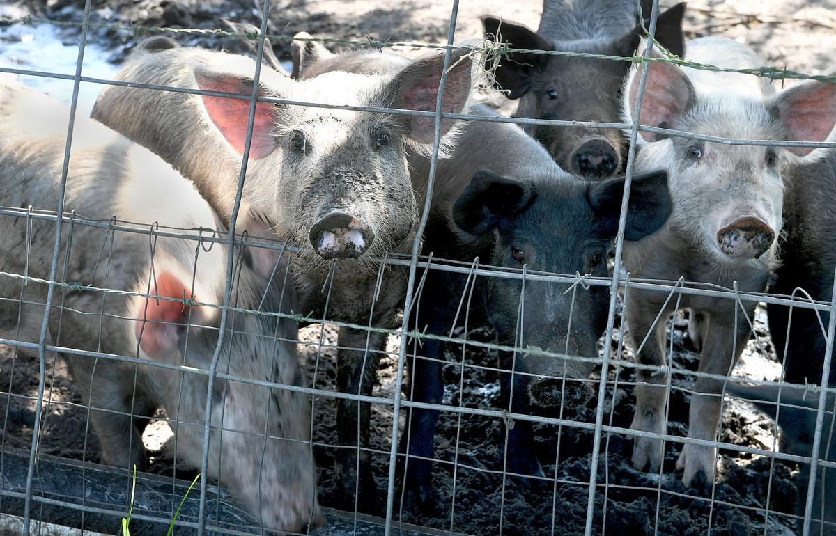 A home nearby a rural area in Palmetto has several pigs where residents want rezoning from residential to agricultural land. 