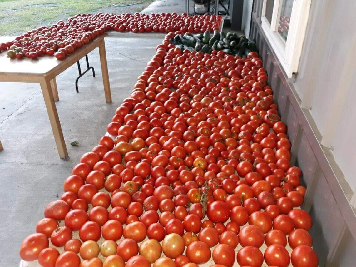Lovina and Joe Eicher have a bountiful supply of tomatoes from their garden. Many quarts of vegetable juice and pizza sauce are canned and shared with family for the winter months ahead.