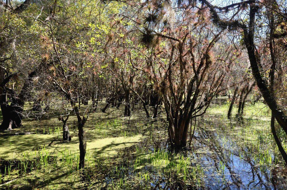 Enjoy a guided or self-guided hike through Myakka River State Park on New Year’s Day.