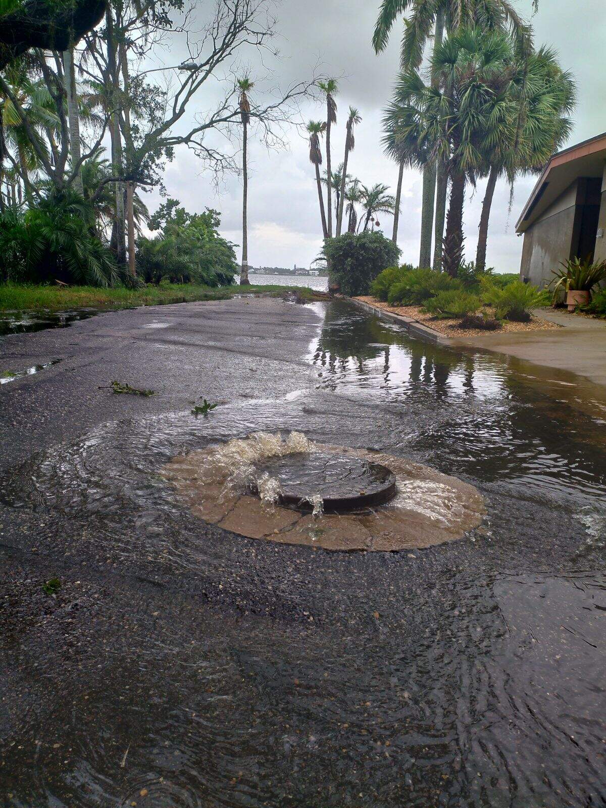 A maintenance hole in the Fogartyville neighborhood in Bradenton overflows after Hurricane Debby.