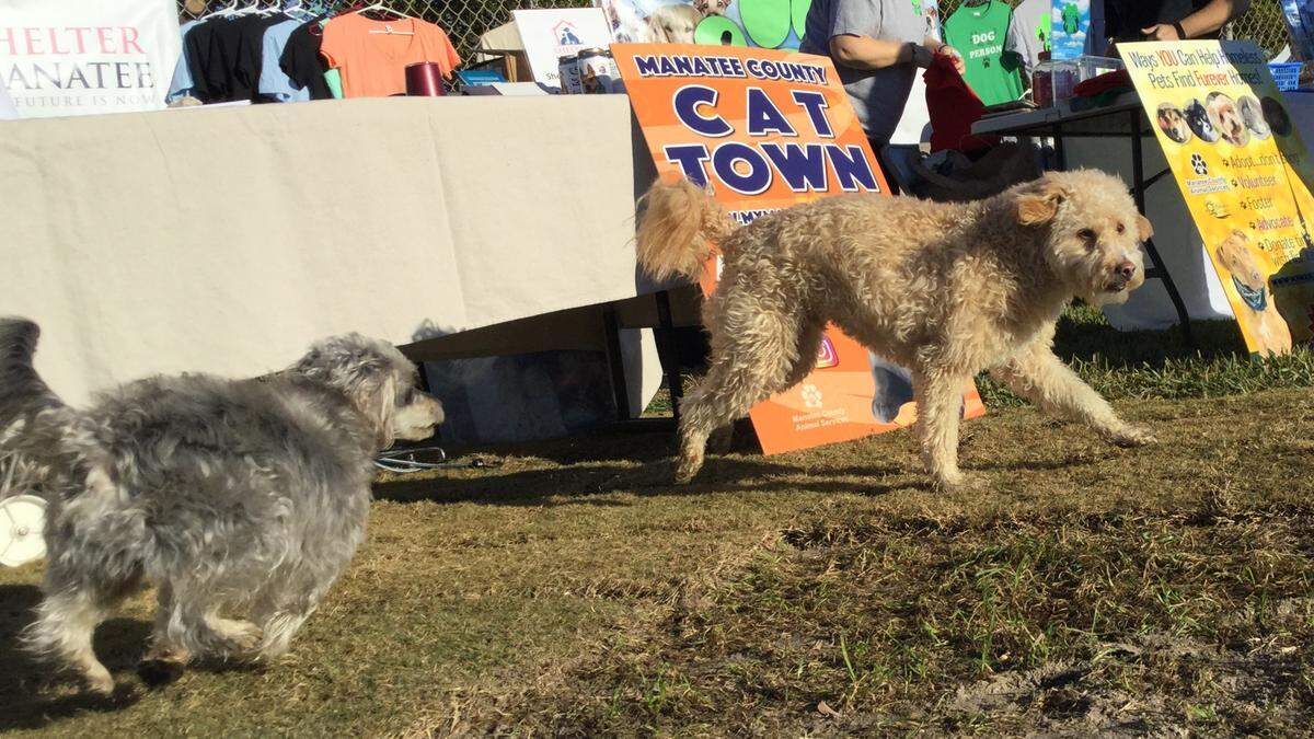 Two dogs at Holmes Beach’s opening of its new dog park apparently became very interested in the possibility of cats being in the area.