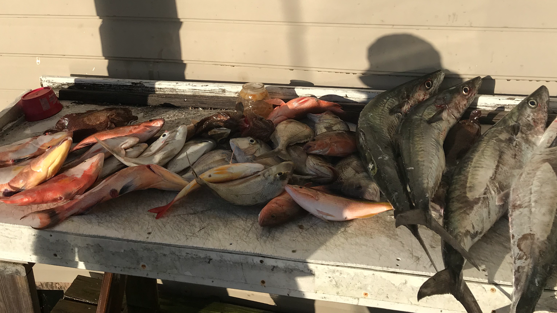 How will cold weather blast affect Gulf fishing? Past years give a hint