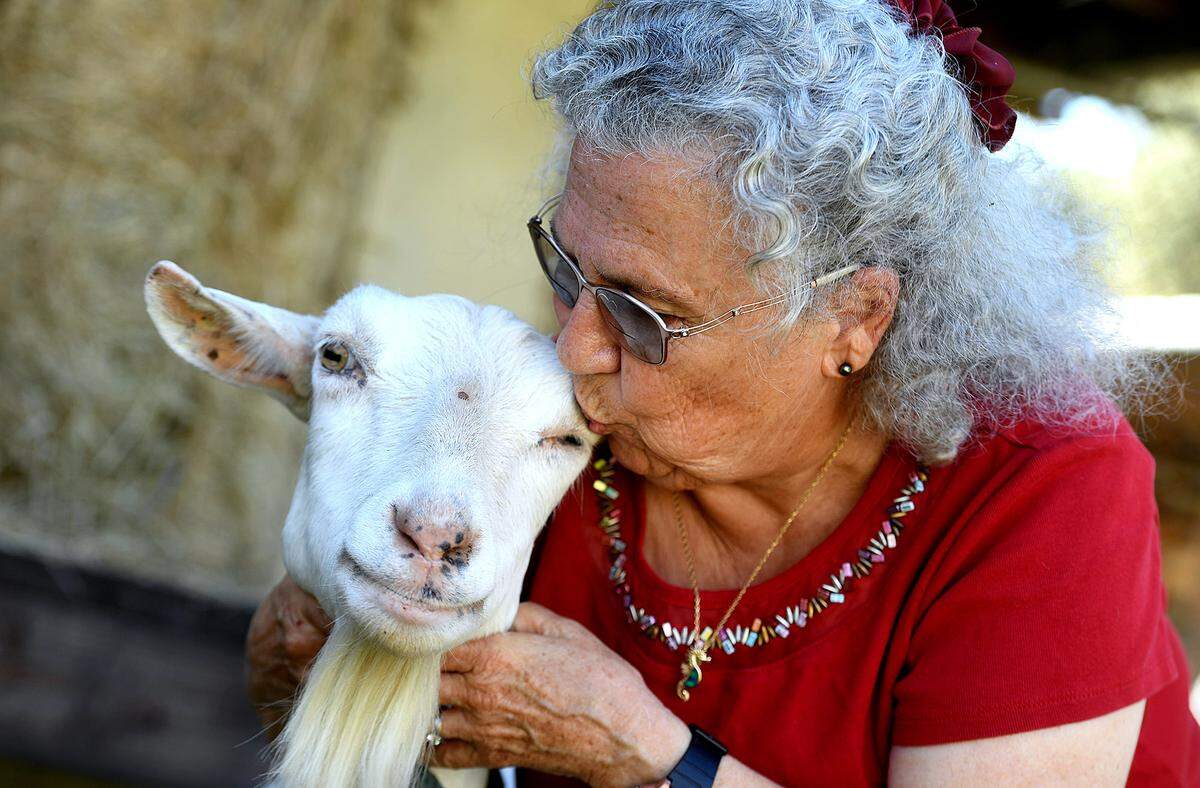 11/03/21—Judy Anderson has been named as this year’s Manatee County Agriculture Hall of Fame inductee for her work with dairy goats. Anderson has shared her knowledge and love for the creatures with children over 30 years through the 4-H Club.