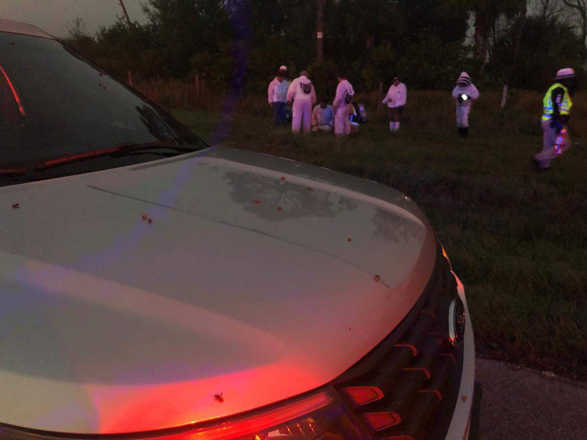 Just a few miles away from where a semi truck carrying soda crashed and spilled thousands of cans, a swarm of bees was released when a truck carrying the bees crashed on State Road 31 in Charlotte County Tuesday morning.