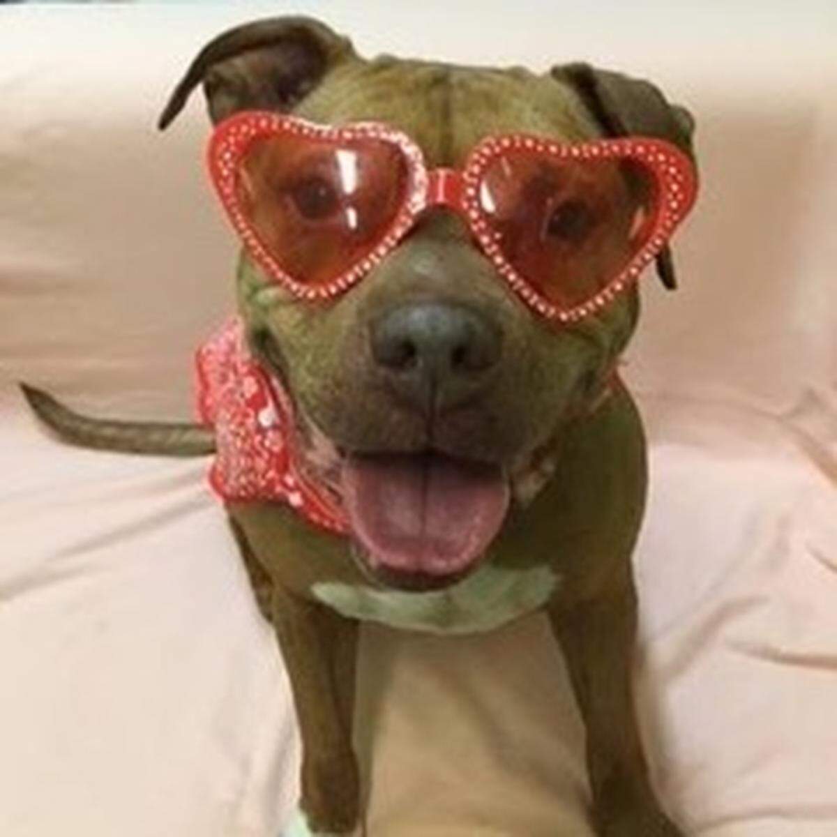 A Manatee County Animal Services shelter volunteer said Ember loves to be dressed up in hats and outfits. Ember has been in the shelter since July 2016, with the exception of a few months.