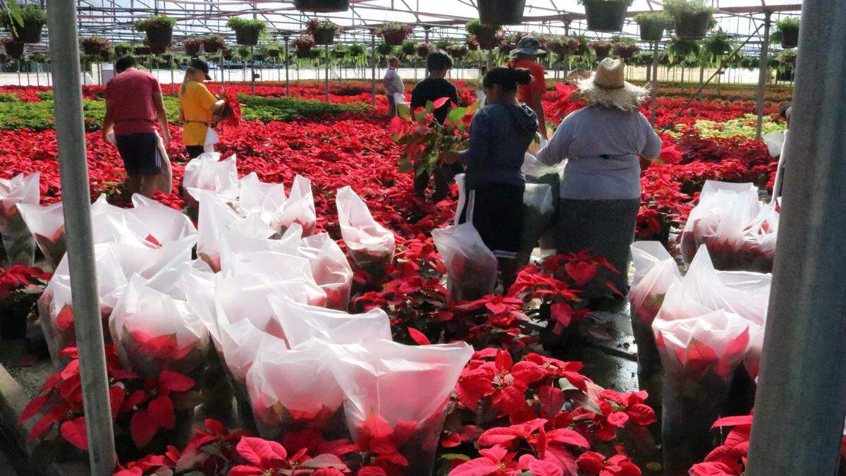 Workers prepare potted poinsettias at Orban’s Nursery, which will have its 30th annual open house 9 a.m. - 3 p.m. Saturday at 9601 9th Ave. NW, Bradenton.