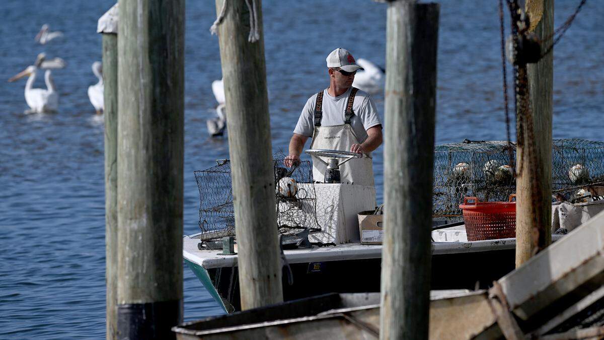 A fisherman pulls up to unload his catch as pelicans gathered at the docks of Cortez on the mornings of Dec. 31st.
