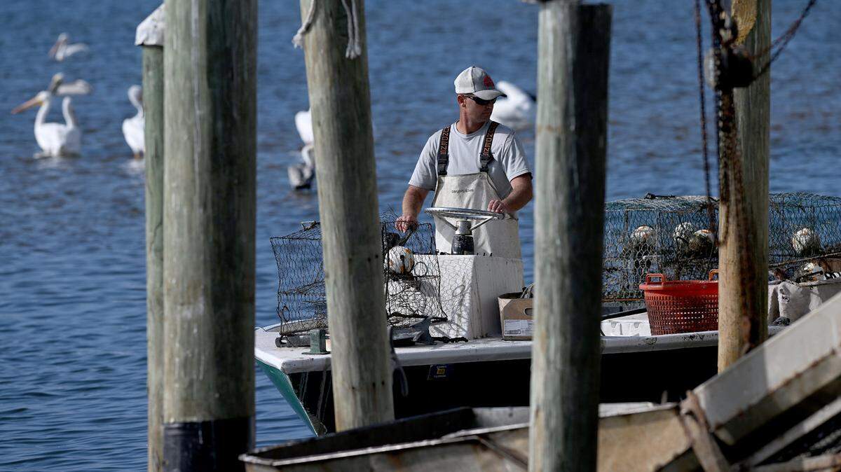 Anglers rely on NOAA data to set catch limits that sustain both their livelihoods and the region’s fish stocks. A fisherman pulls up to unload his catch as pelicans gathered at the Cortez docks in this December 2024 Bradenton Herald file photo.