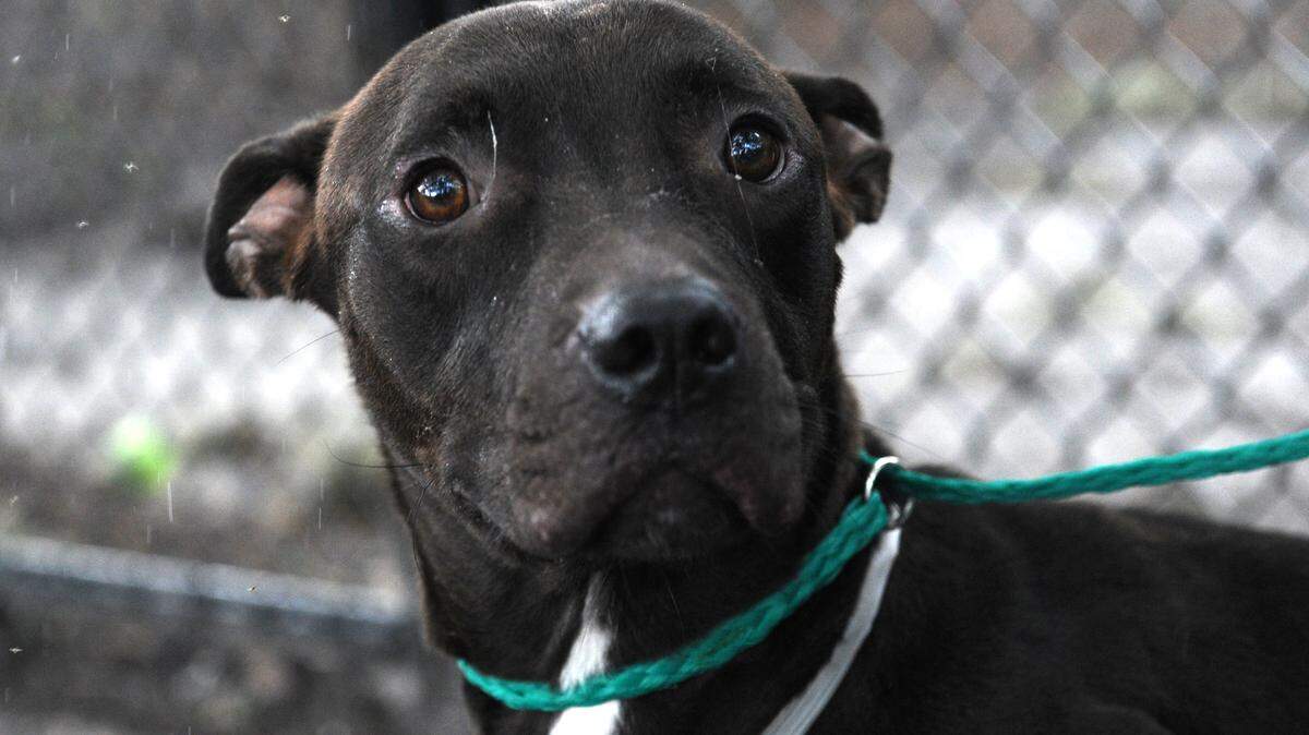 Tut, a 1-year-old male terrier, is looking for a good home. He is available for adoption from Manatee County Animal Services in Palmetto for $80 and a $15 Manatee County tag fee. 
 GRANT JEFFERIES/Bradenton Herald