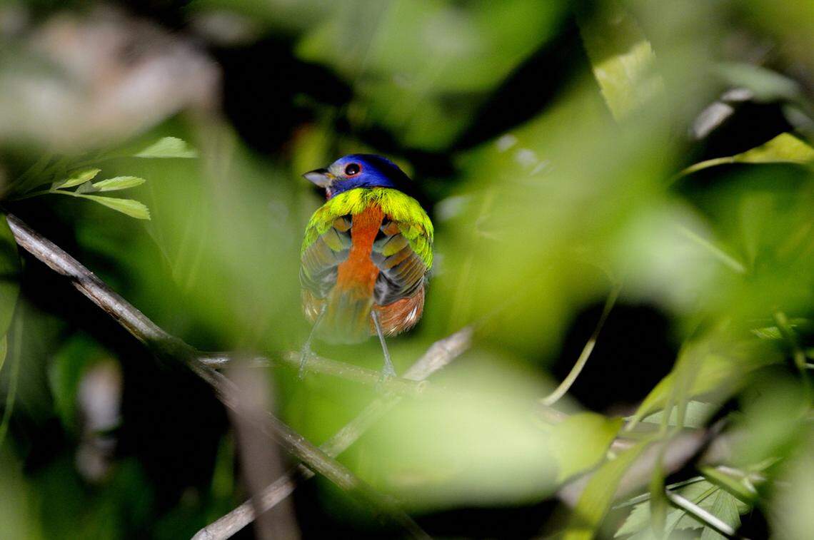 Brice Claypoole of Kids for Clean Water said he hopes that Manatee County can work to protect its remaining natural habitats, like the local parks where he photographs wildlife. Pictured: a painted bunting. 