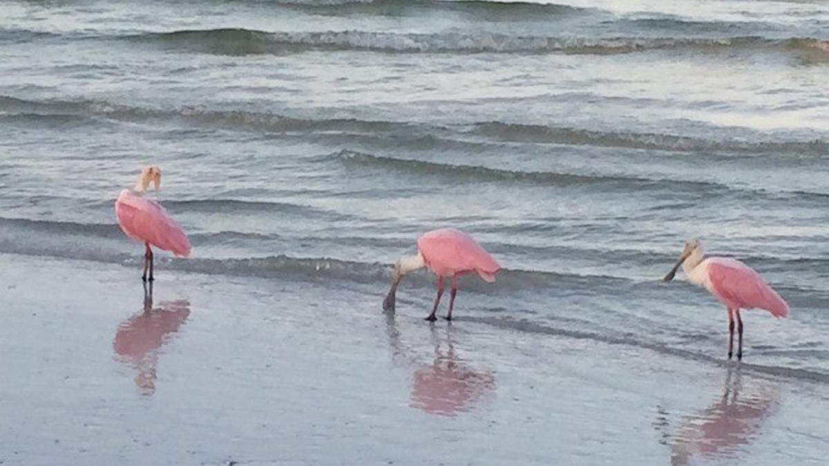 Three visitors enjoy the warm Monday morning along St. Pete Beach. Near record-high temperatures are expected today in the Bay area. (Photo: Susan Walzer, via the BN9+ app)