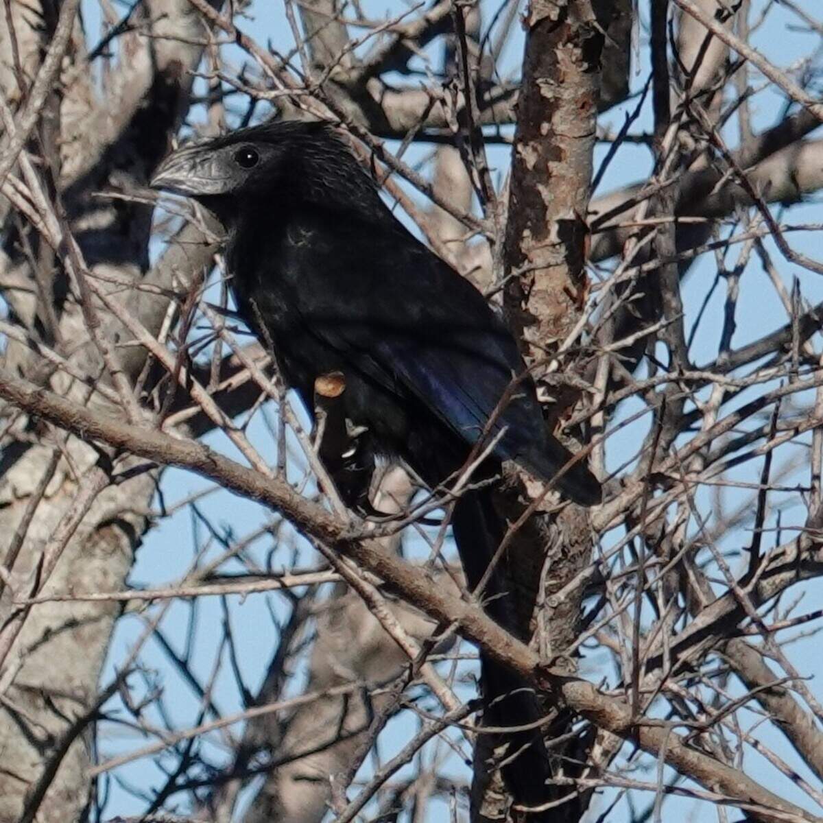 A groove-billed ani photographed for the Manatee County Audubon Society’s 2025 Christmas Bird Count.