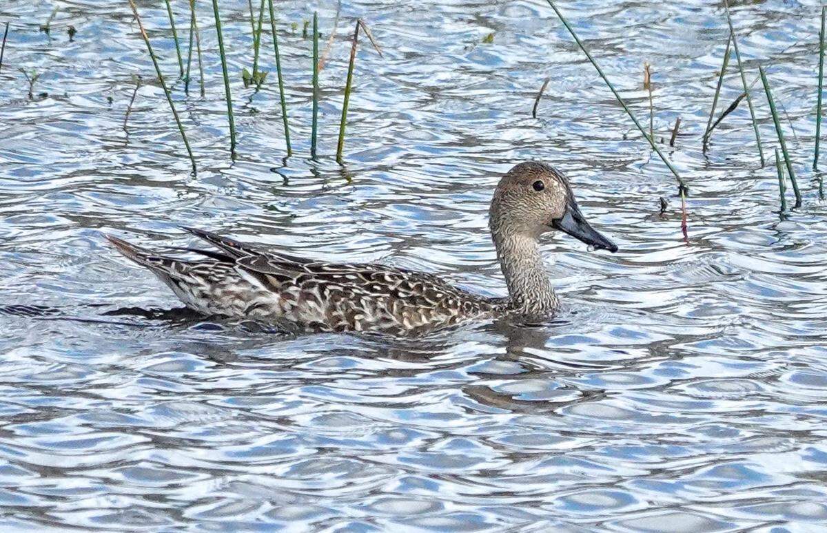 A northern pintail duck was among over 150 species documented during Manatee County Audubon Society’s annual Christmas Bird Count on Dec. 14, 2024.
