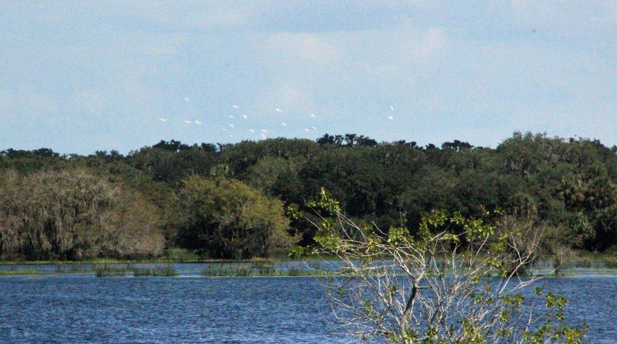 A flock of ibis approach Tatum Sawgrass Marsh and the Myakka River south of Fruitville Road.