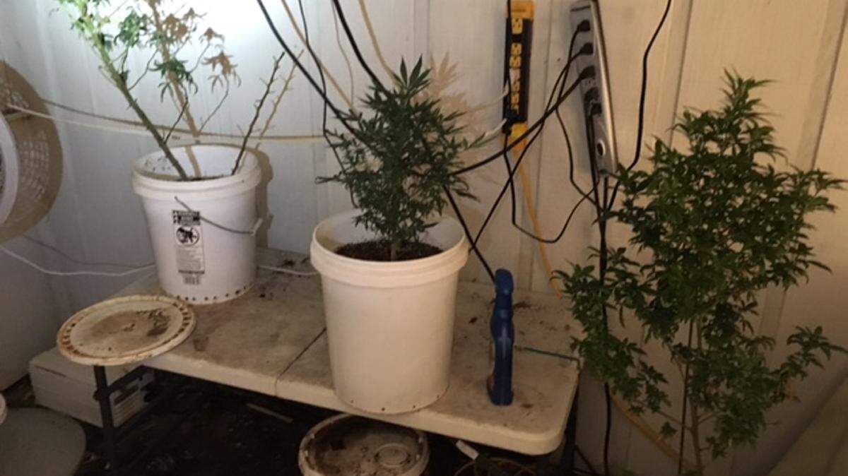 A photo released by the Sarasota County Sheriff's Office of a marijuana grow operation discovered after a search warrant was executed at a home. 
 PHOTO PROVIDED